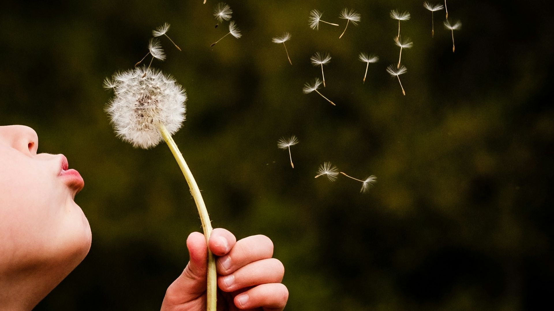 Kind dat paardenbloem wegblaast